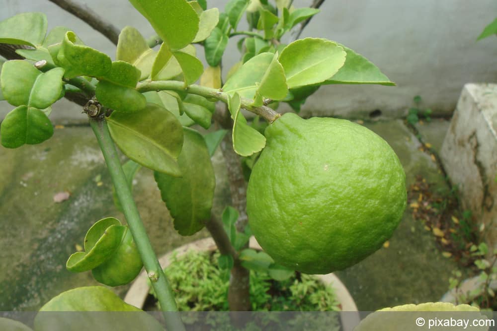 Kaffernlimette - Kaffir-Limette - Citrus hystrix