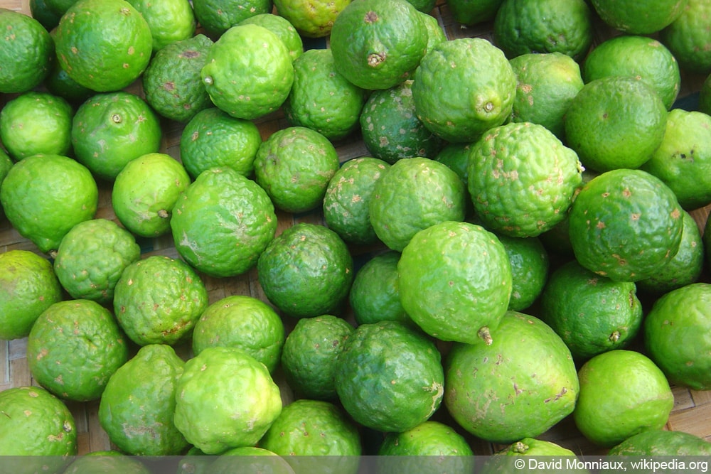 Kaffernlimette, Kaffir-Limette, Citrus hystrix - Pflege-Anleitung -  Hausgarten.net