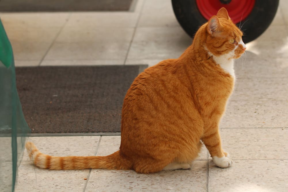 Katzen vertreiben – erfolgreiche Mittel zur Katzenabwehr!