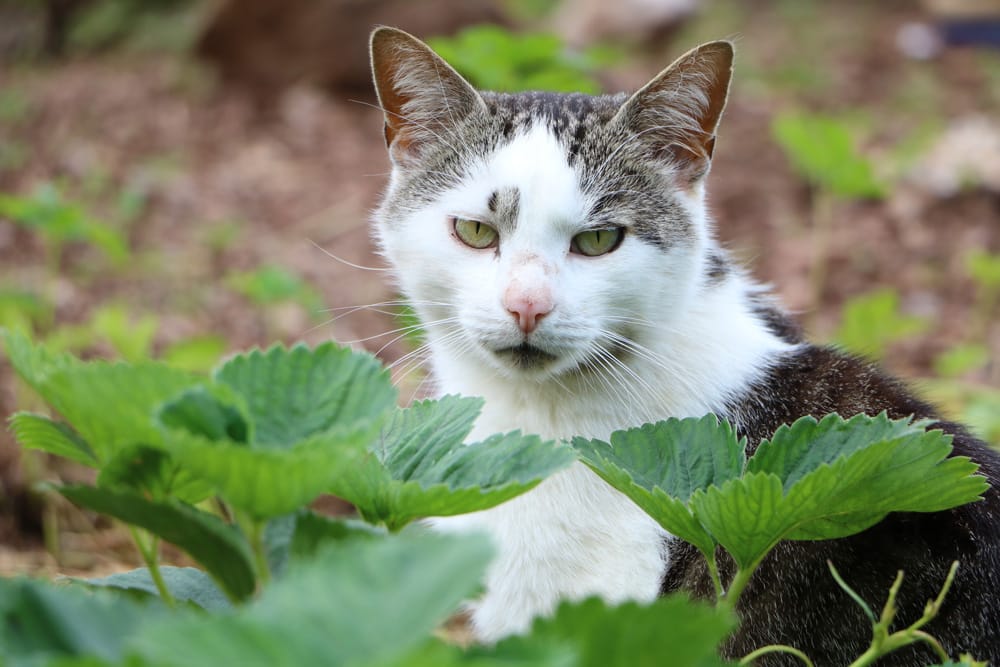 Wirkungsvolle Tipps für die Katzenabwehr im Garten