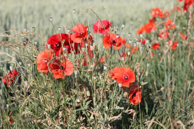 Einjährige Sommerblumen umfassende Liste nach Farben sortiert