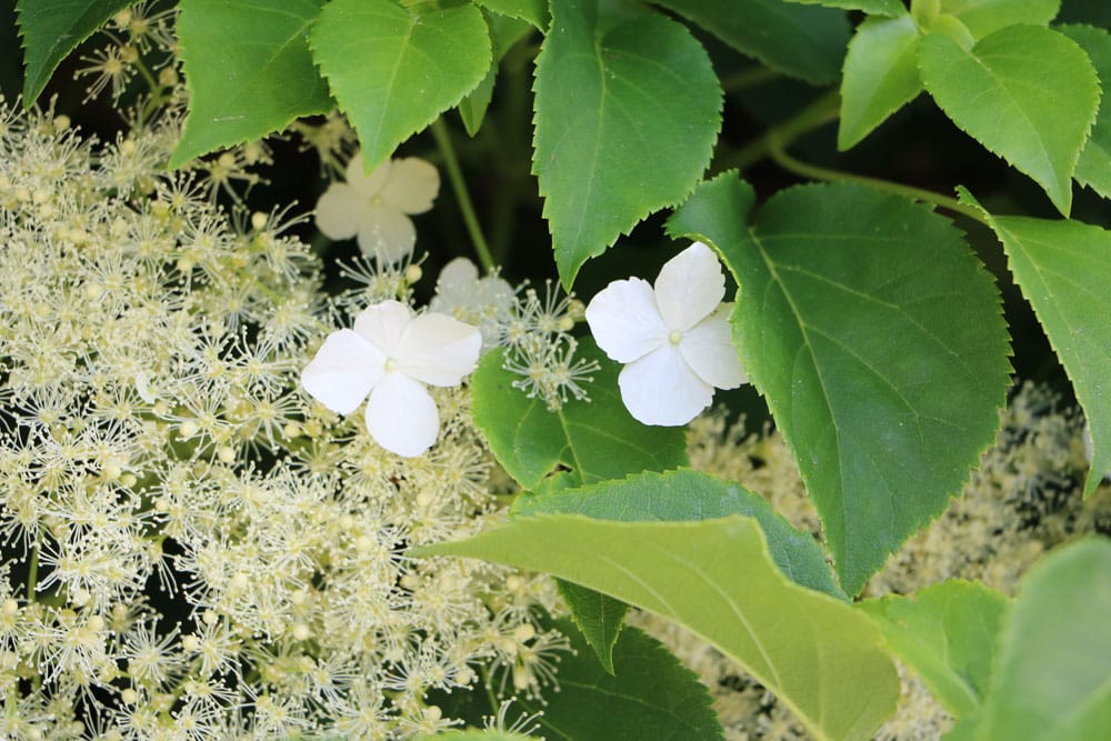 Kletterhortensie - Hydrangea petiolaris