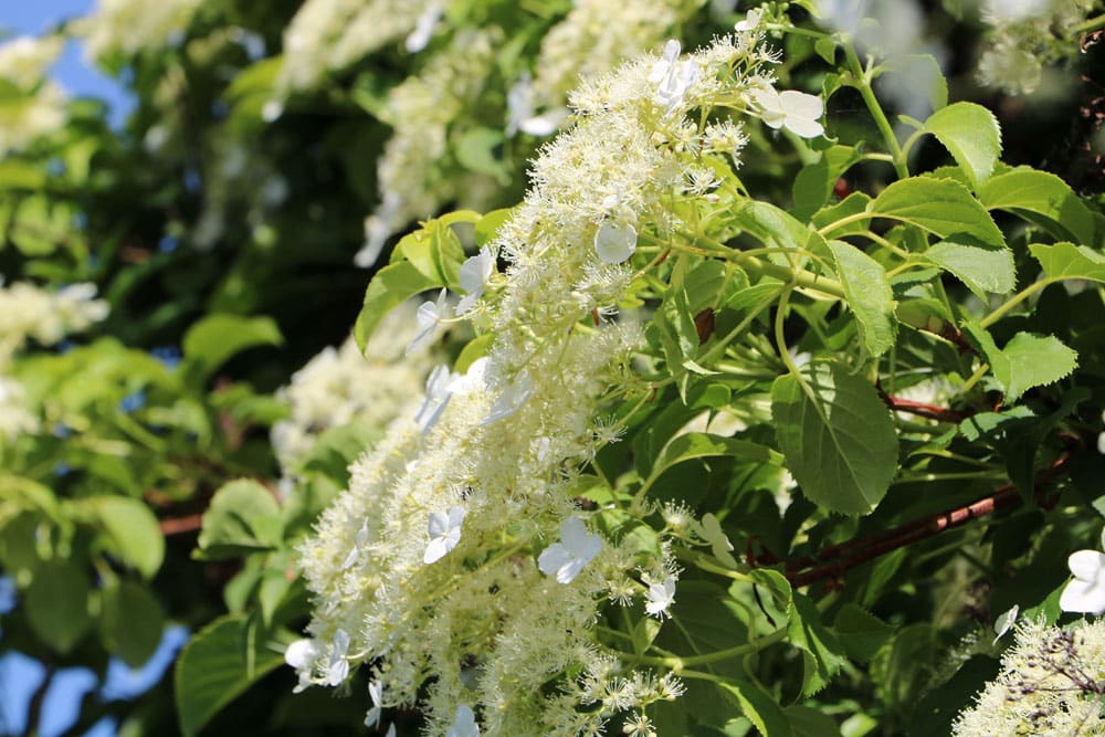 Kletterhortensie - Hydrangea petiolaris