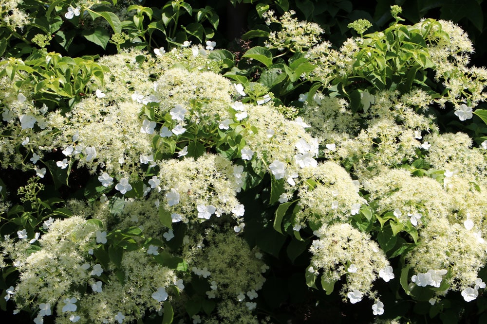 Kletterhortensie - Hydrangea petiolaris