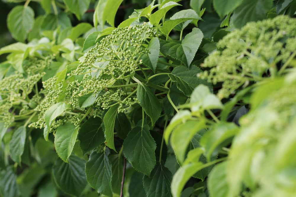 Kletterhortensie - Hydrangea petiolaris