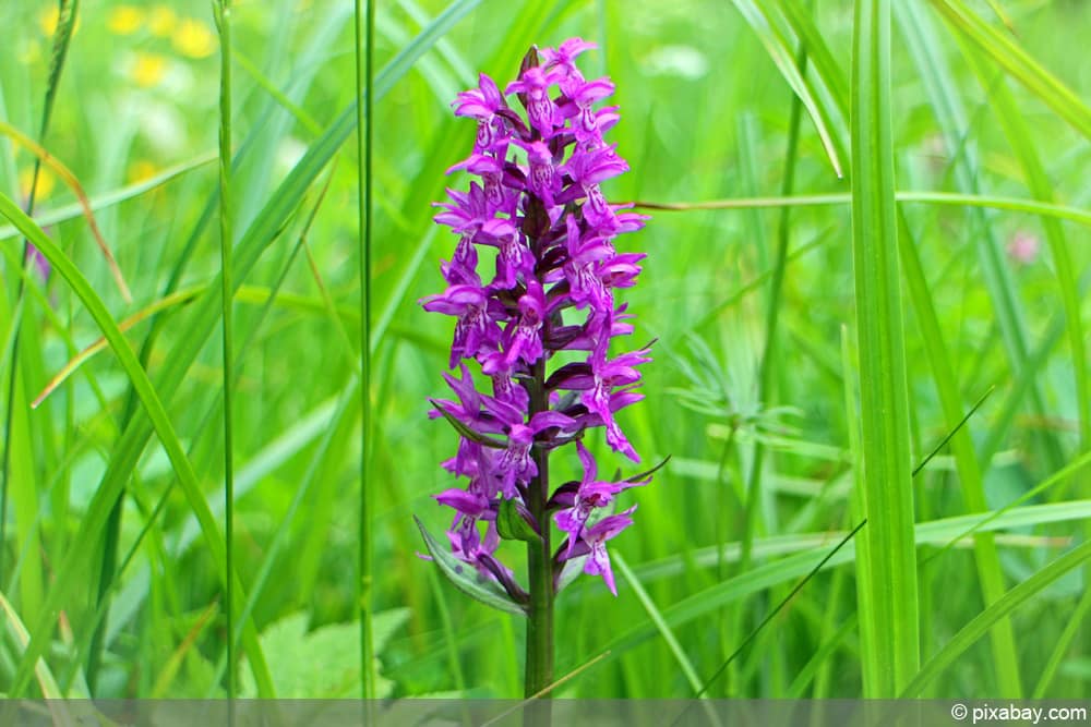 Knabenkraut - heimische Orchideen