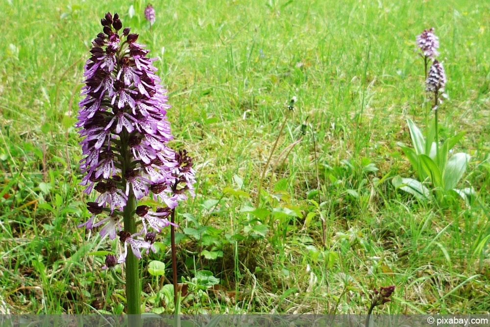 Knabenkraut - heimische Orchideen