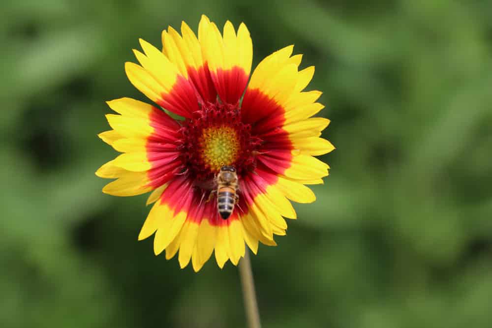 Kokardenblume - Gallardia aristata