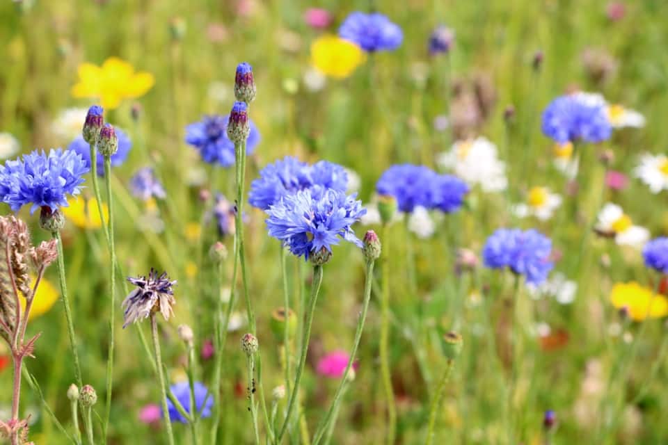 Einjährige Sommerblumen umfassende Liste nach Farben sortiert