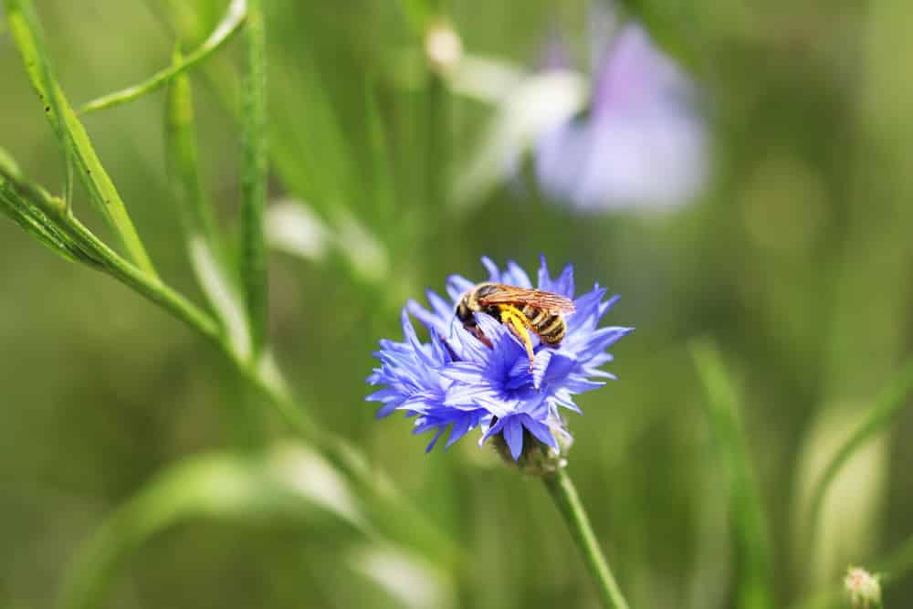 Kornblume - Centaurea cyanus