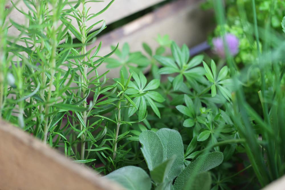 Kräutergarten auf Balkon