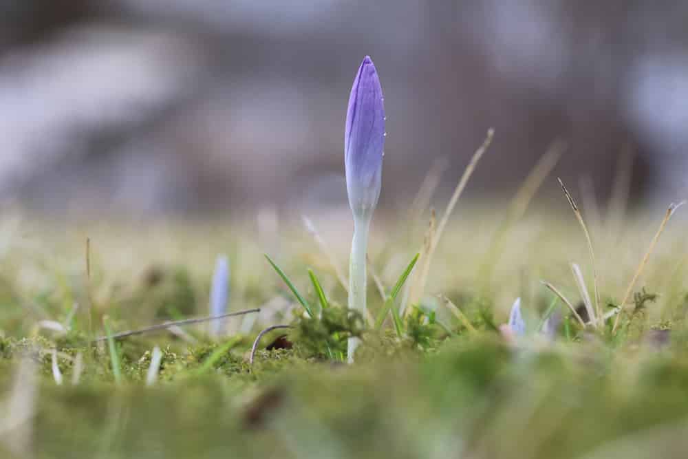 Krokusse - Crocus