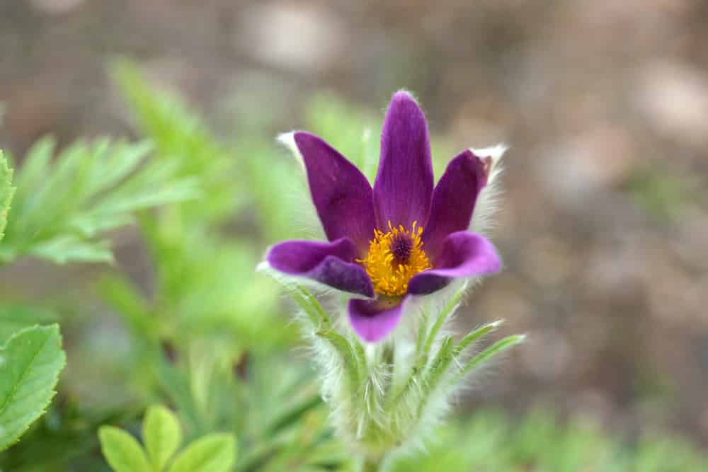 Küchenschelle - kuhschelle - Pulsatilla