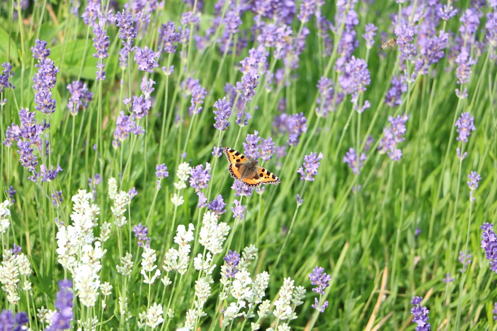 Lavendel im Schlafzimmer