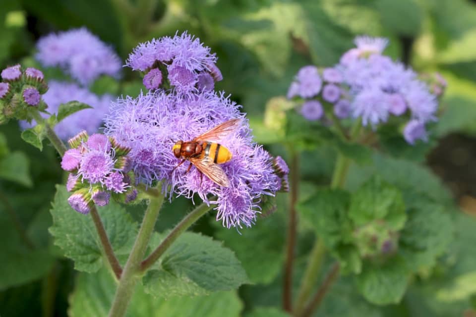 Einjährige Sommerblumen umfassende Liste nach Farben sortiert