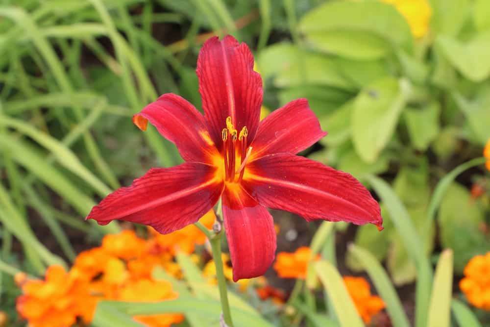 Lilien im Topf - das Wichtigste zur Pflege als Zimmerpflanze -  Hausgarten.net