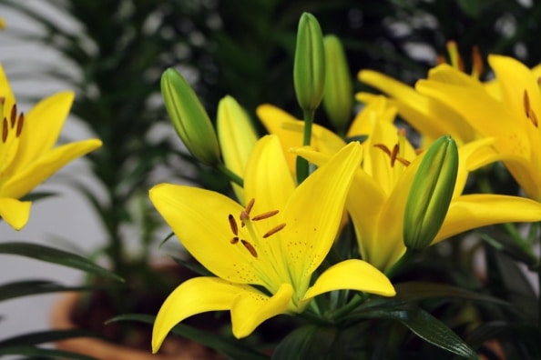 Lilien im Topf das Wichtigste zur Pflege als Zimmerpflanze