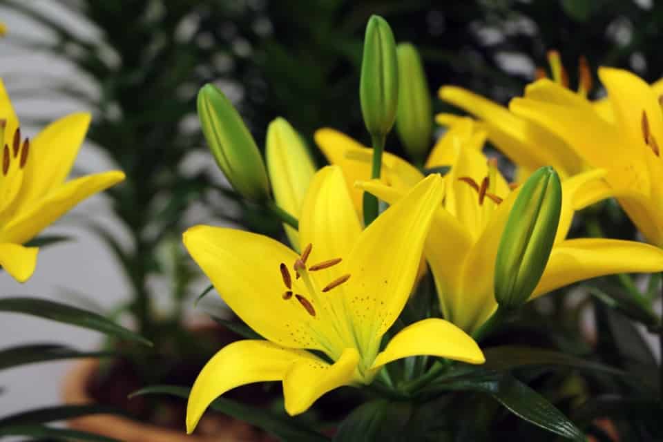 Lilien im Topf das Wichtigste zur Pflege als Zimmerpflanze