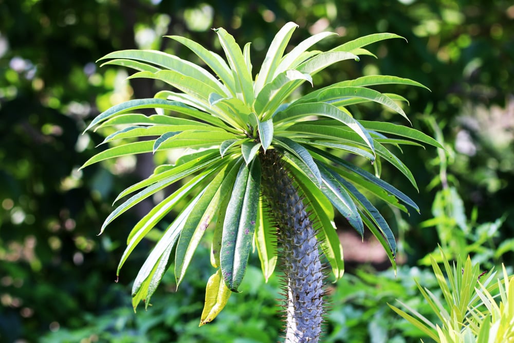 Madagaskarpalme - Pachypodium lamerei