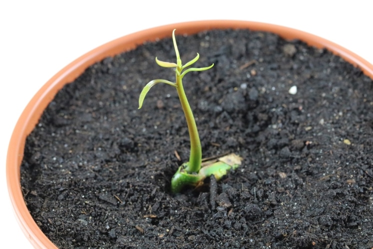 Baum aus Kern ziehen | 7 Tipps zum Baum selber ziehen - Hausgarten.net
