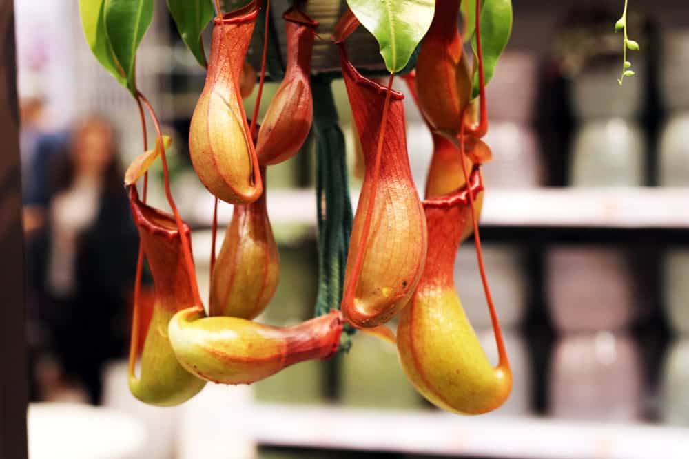 Nepenthes Kannenpflanzen