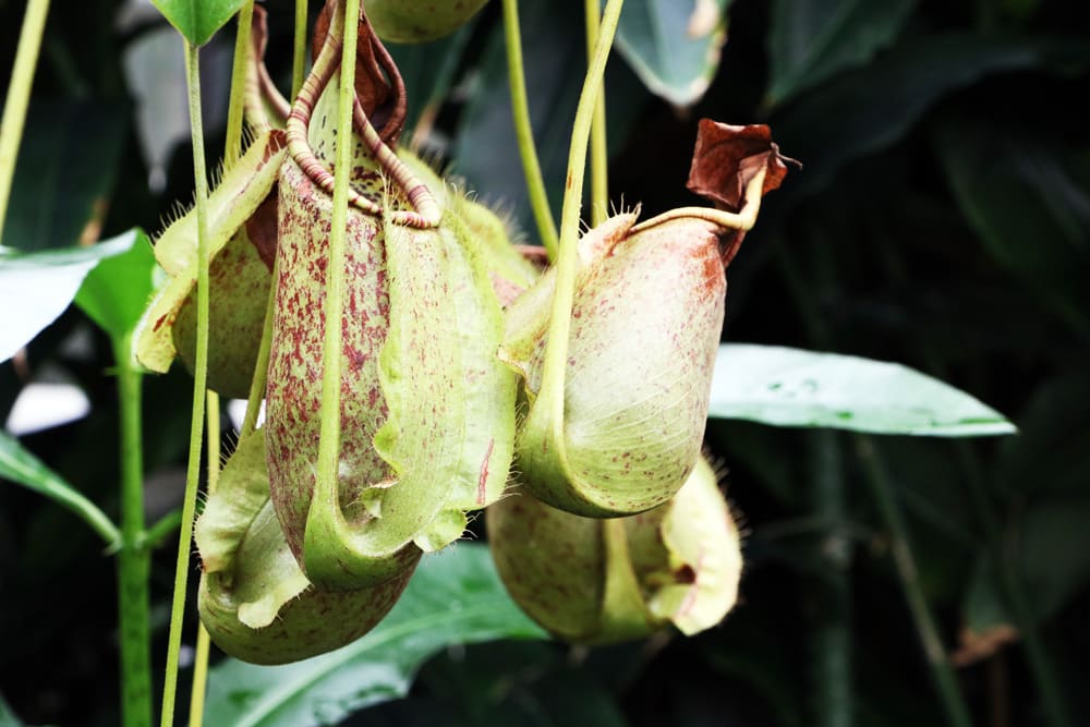 Nepenthes Kannenpflanzen