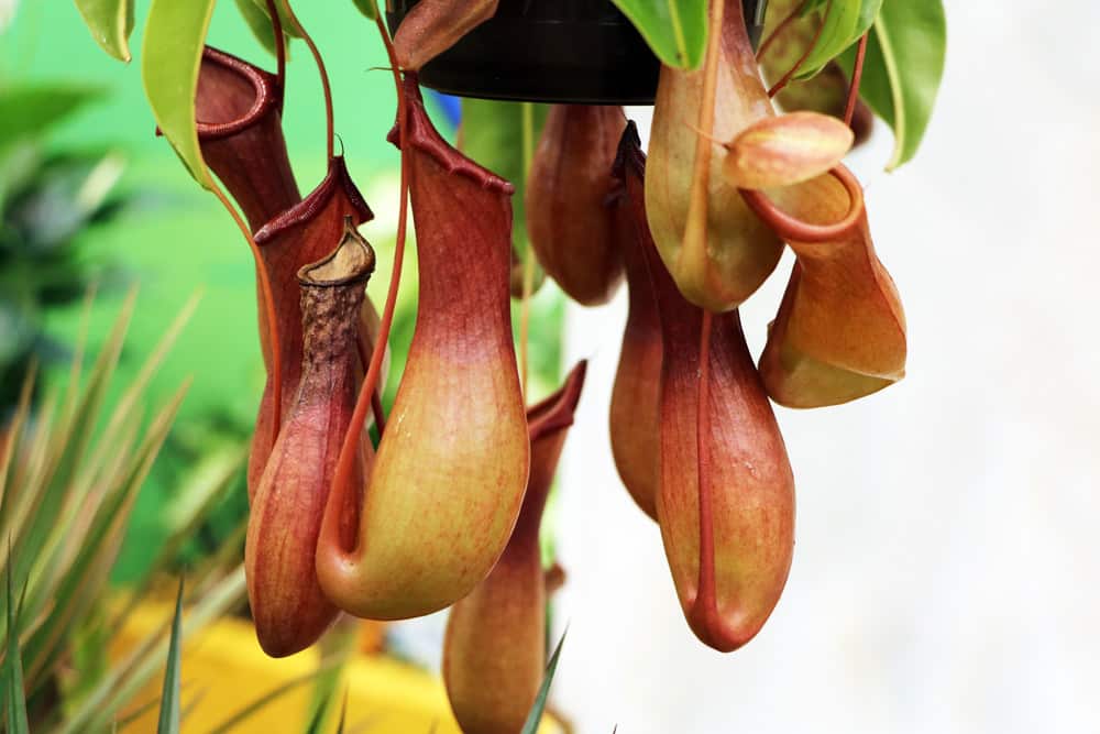 Nepenthes Kannenpflanzen