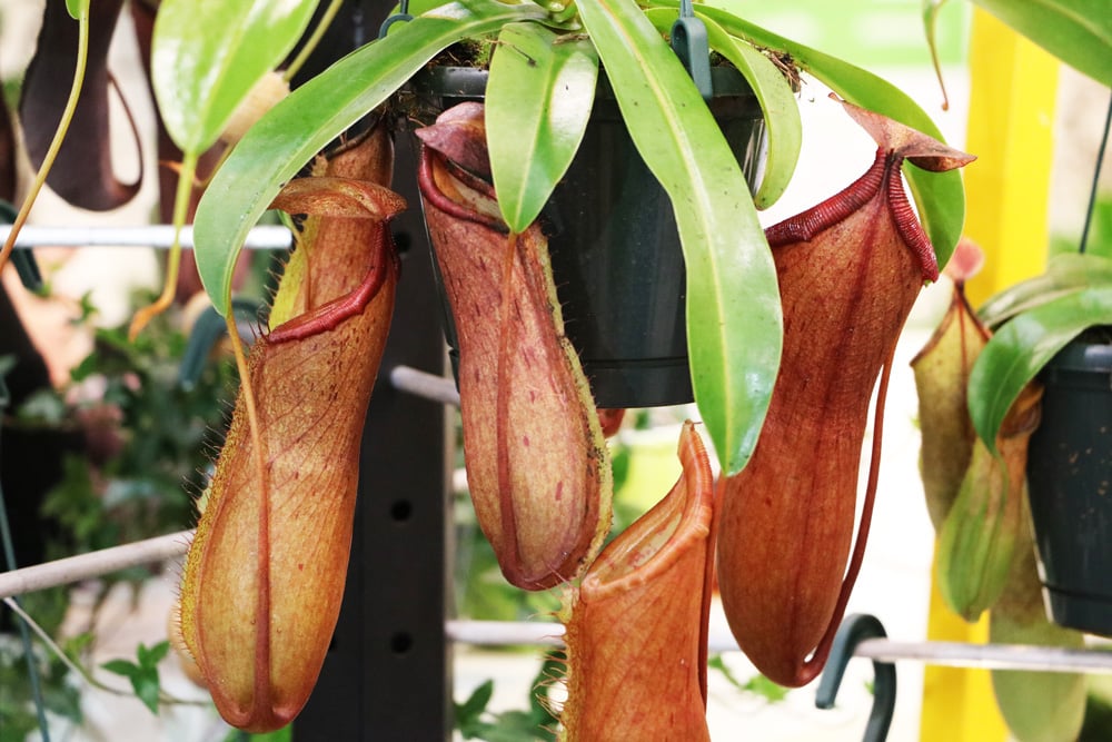 Kannenpflanze, Nepenthes - Pflege von A-Z und richtig fttern -  Hausgarten.net