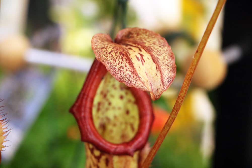 Nepenthes Kannenpflanzen