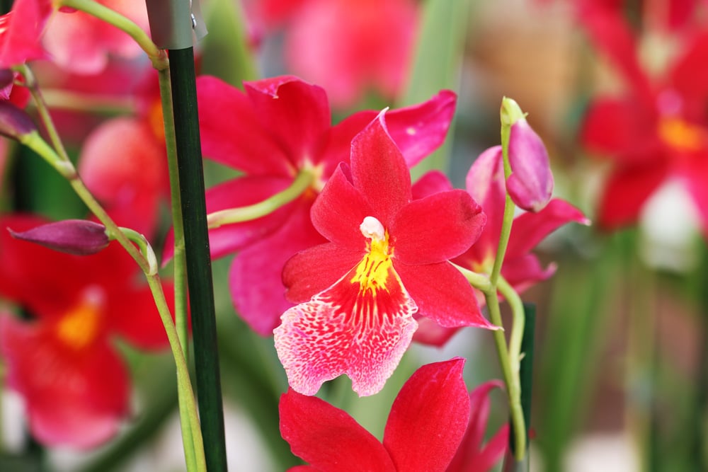Orchidaceae cambria - Orchidee