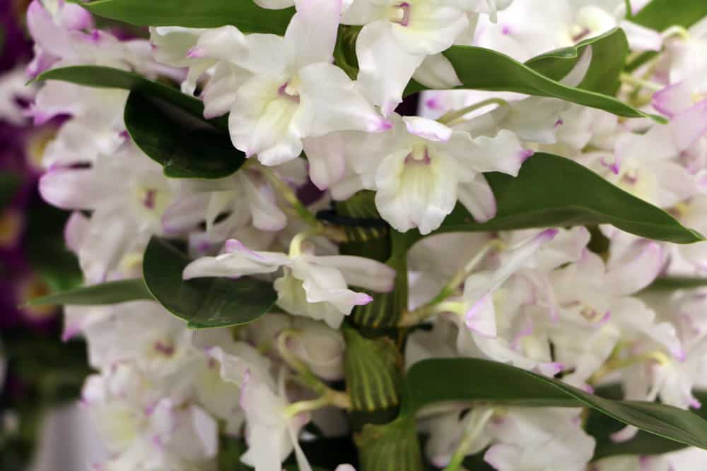 Dendrobium Nobile Orchidee - Orchidaceae dendrobium