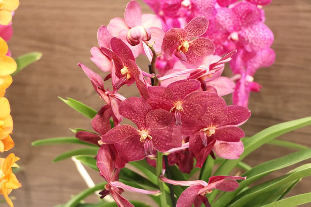 Orchidaceae Orchideen Vanda