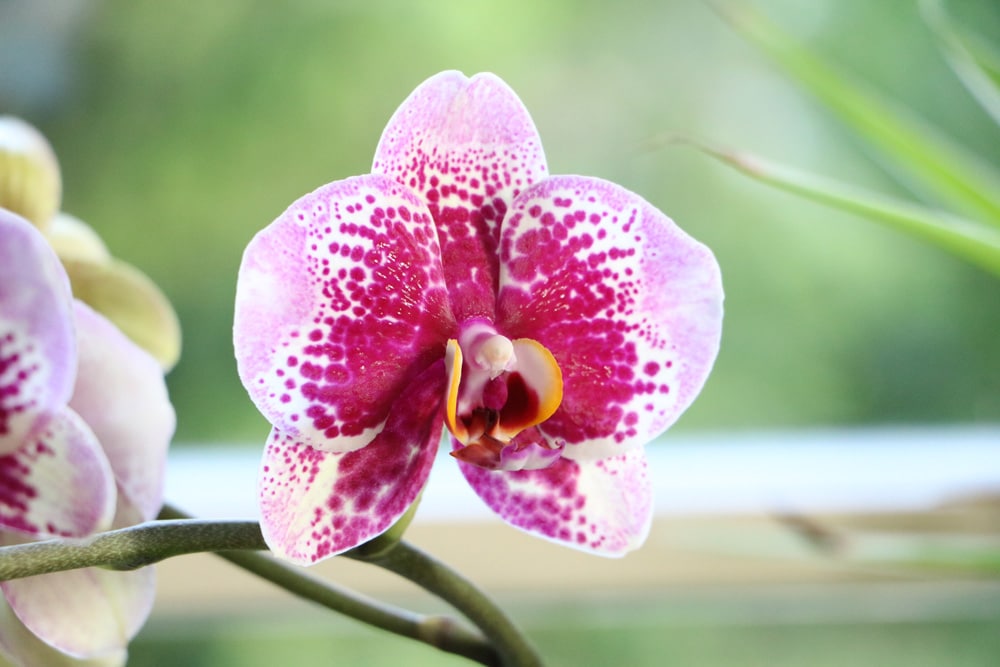 Orchidaceae phalaenopsis - Schmetterlingsorchideen