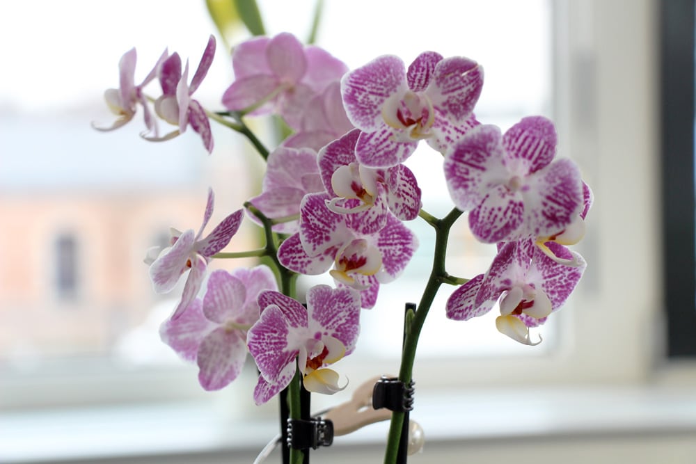 Orchidaceae phalaenopsis - Orchideen Substrat