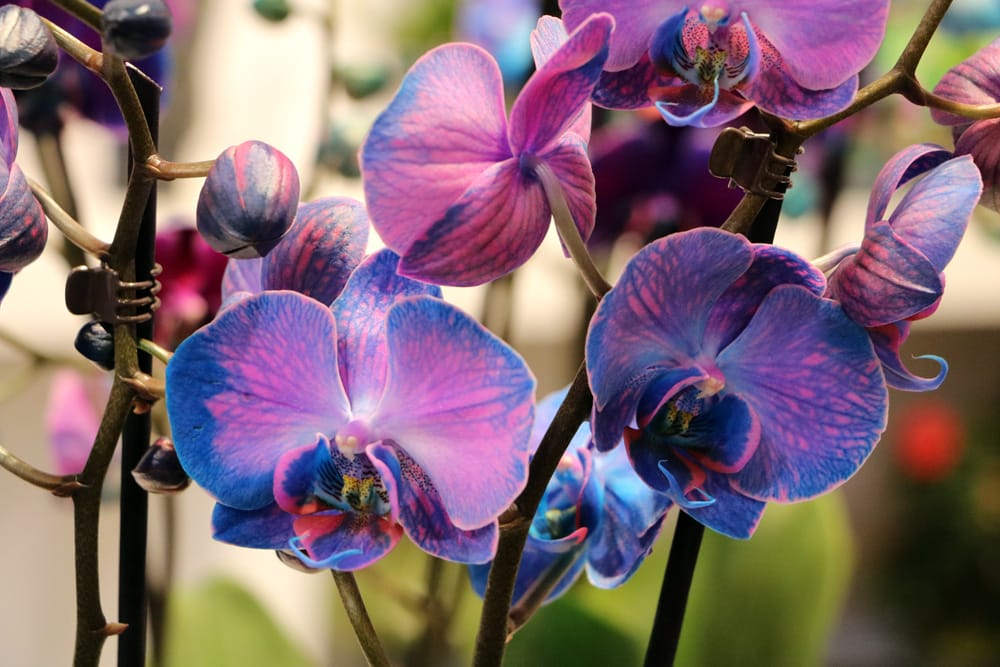 Orchidaceae phalaenopsis - blaue Orchideen