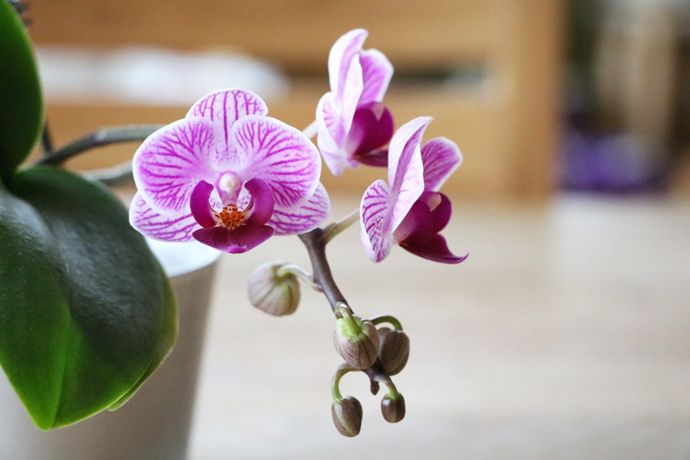 Orchidaceae - Phalaenopsis orchideen