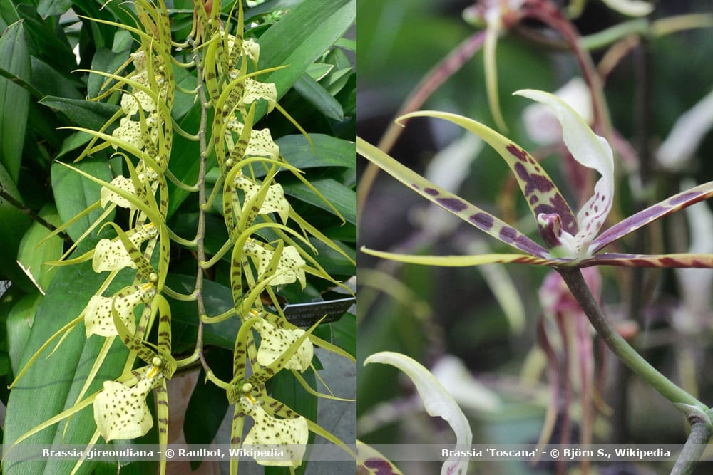 Orchideenarten Brassia