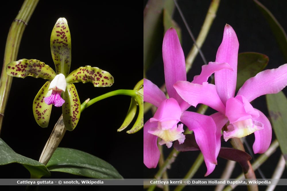 Orchideenarten Cattleya