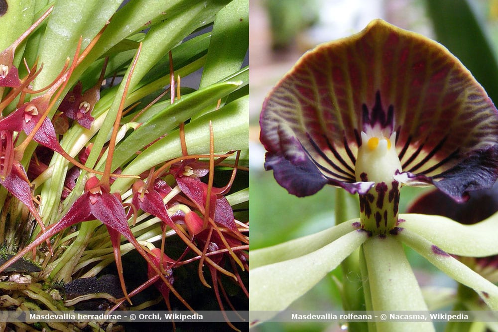 Orchideenarten Masdevallia