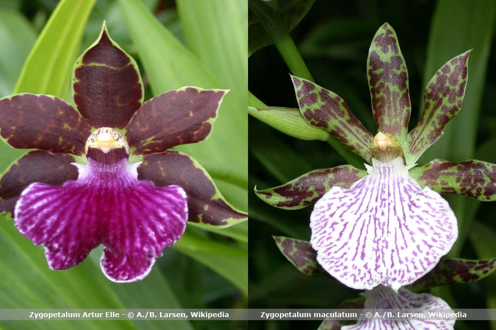 Orchideenarten Zygopetalum maculatum