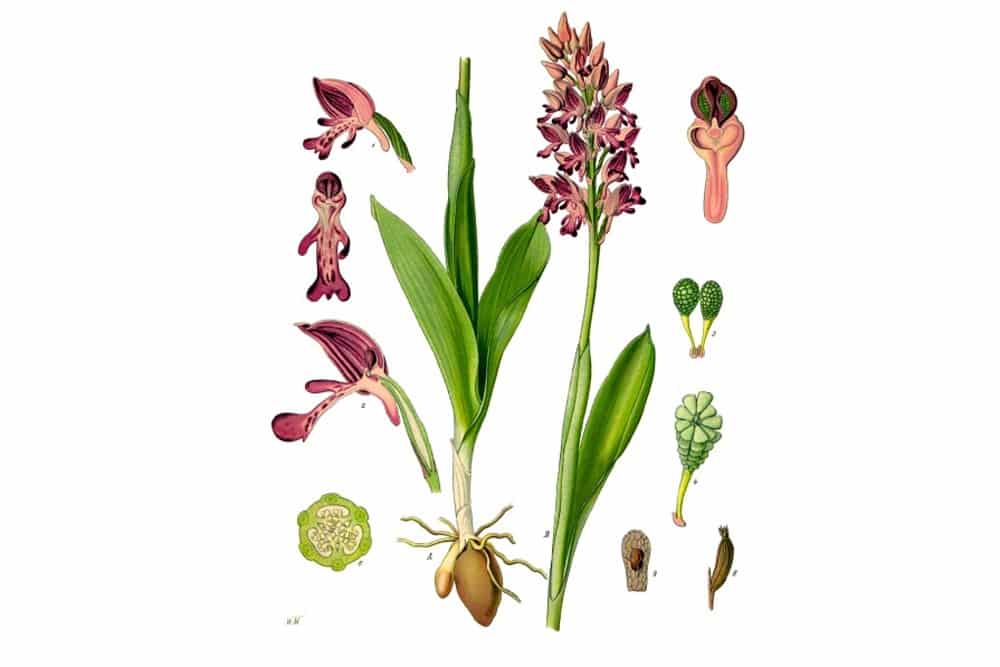 Orchis militaris - Helm-Knabenkraut