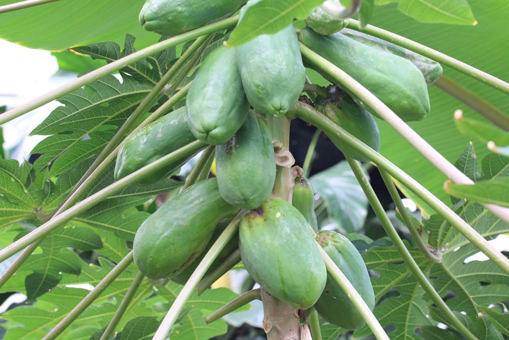 Papaya carica - Melonenbaum