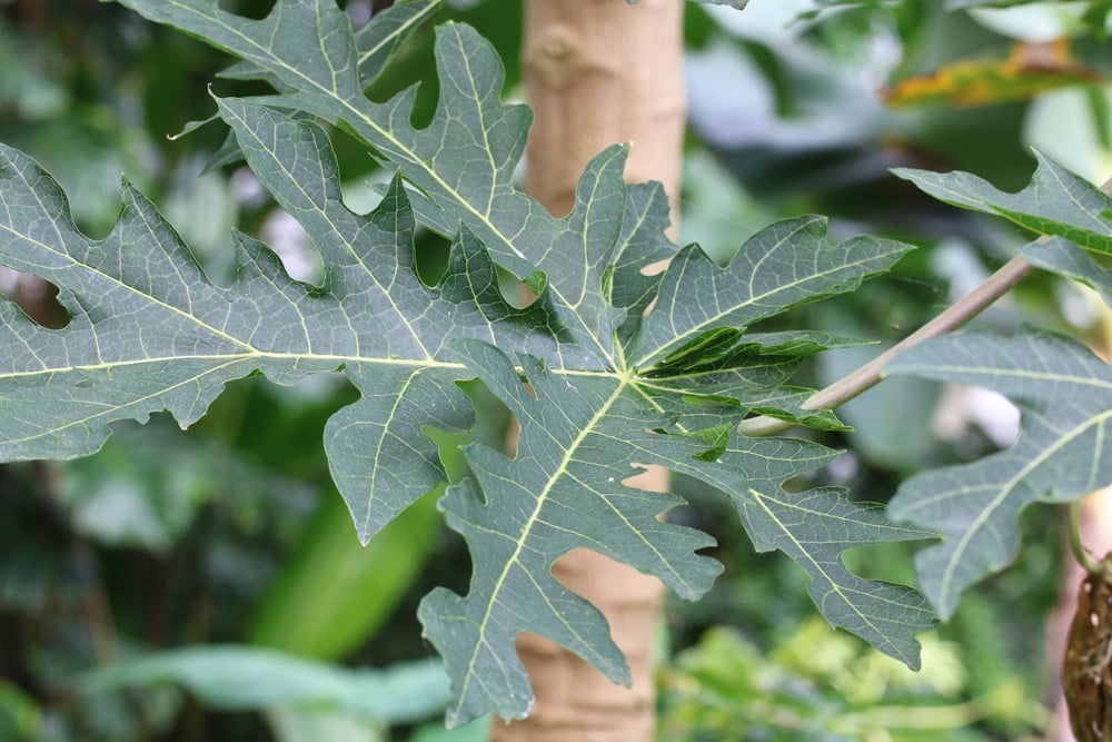 Papaya carica - Melonenbaum