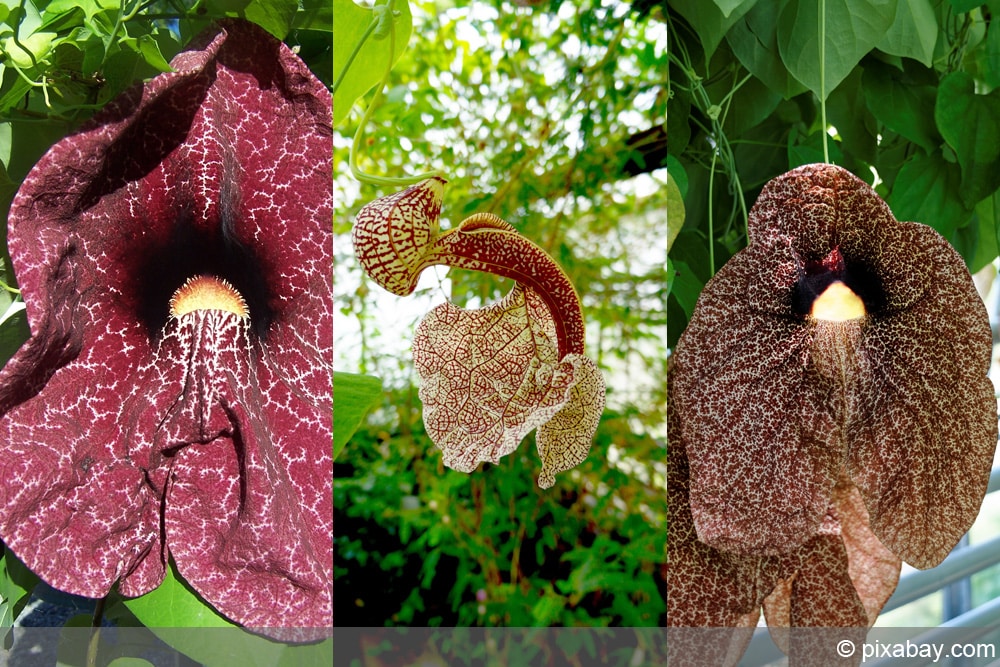 Pfeifenwinde - Aristolochia