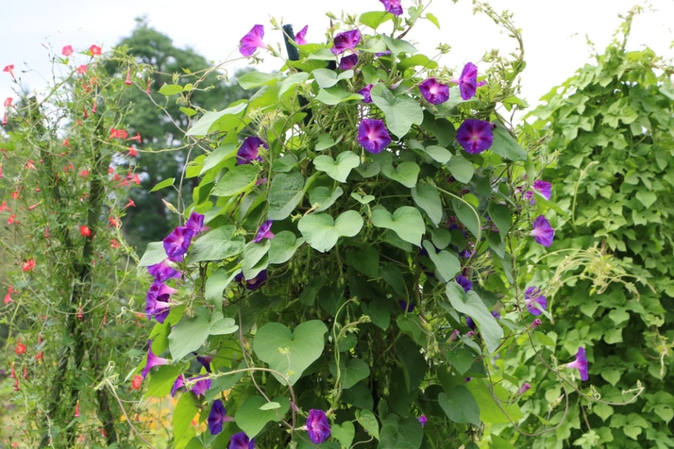 Kiepenkerl Prunkwinden-Samen „Blue Star“ – Einjährige Kletterpflanze Mit Weiß-blau Gesternten Blüten – Blumensaatgut Für Garten & Balkon