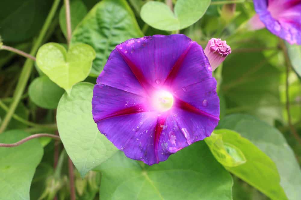 Trichterwinde - Prunkwinde - Ipomoea purpurea