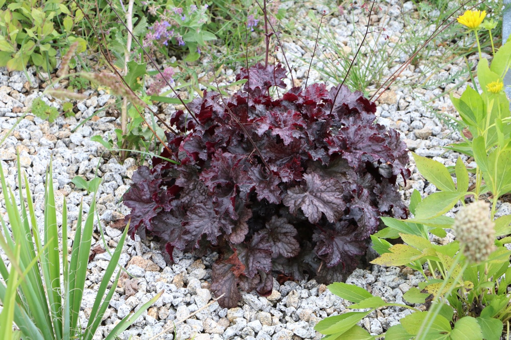 Purpurglöckchen - Heuchera