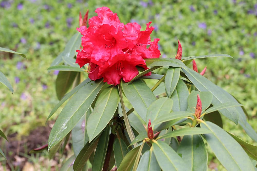 Rhododendron