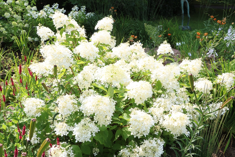 Rispenhortensie, Hydrangea paniculata: Pflege und Schneiden - Hausgarten.net