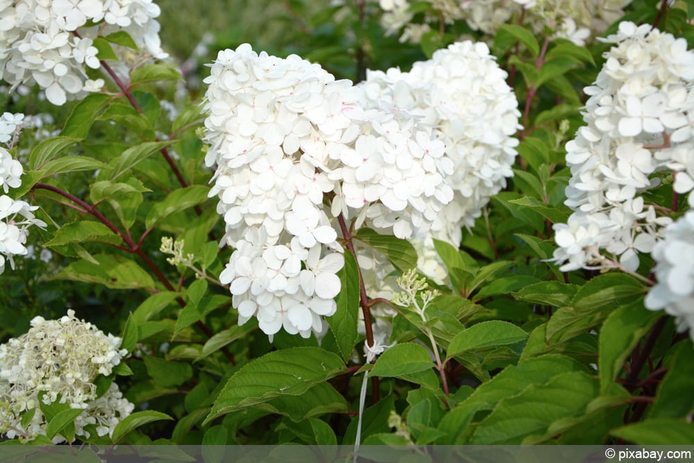 Rispenhortensie - Hydrangea paniculata